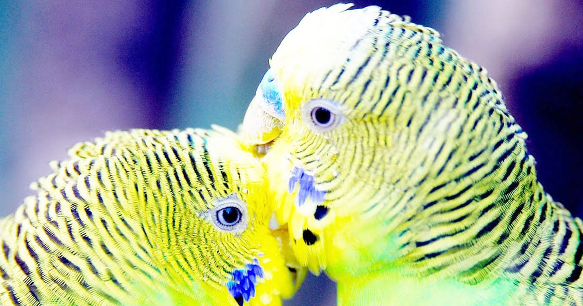 Chim Yến Phụng có thể nói được hay không? | Pet Mart