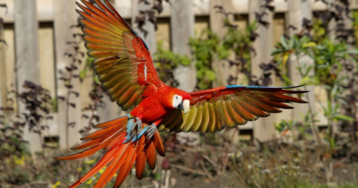 where-to-buy-south-american-parrot-reputable-in-ho-chi-minh-city?