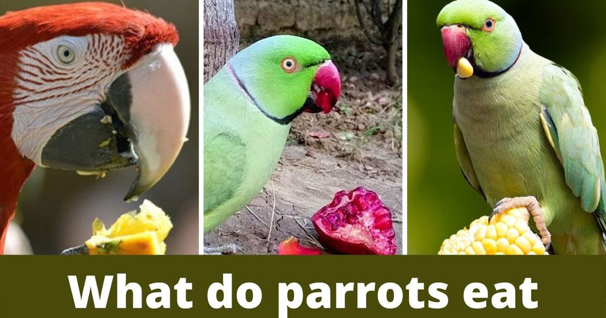south-american-parrot-food