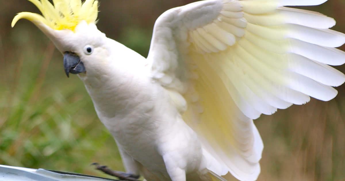 Vẹt Mắt Xanh - loài Vẹt đẹp và hiếm nhất thế giới