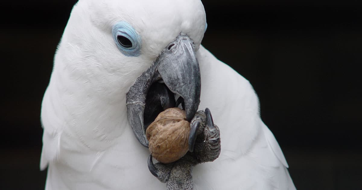 what-do-cockatoo-parrots-eat