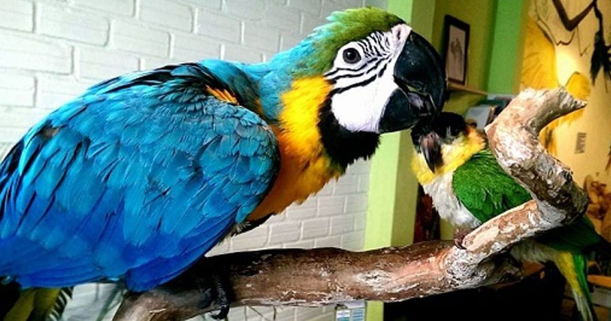 shop-selling-south-american parrots-cheap-in-ho-chi-minh-city