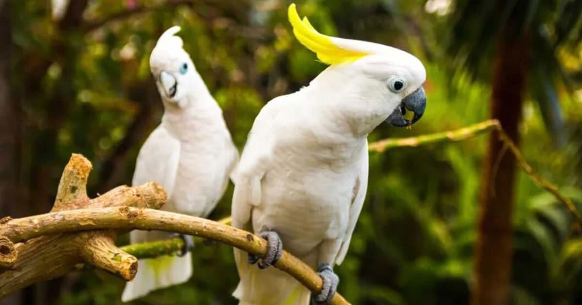 white-parrots-issues-to-keep-in-mind-when-raising