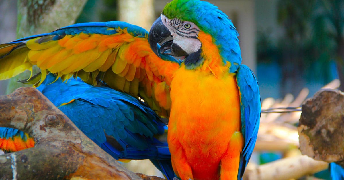 south-american-green-parrot-new-hobby-of-the-rich