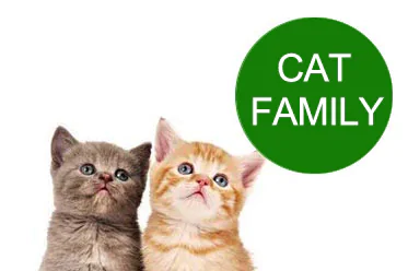 cat family