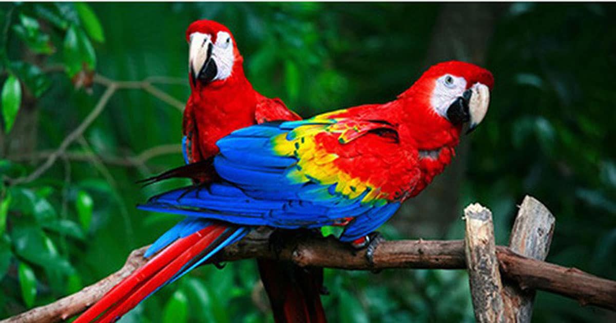 how-much-does-a-parrot cost-problems-that-can-be-encountered