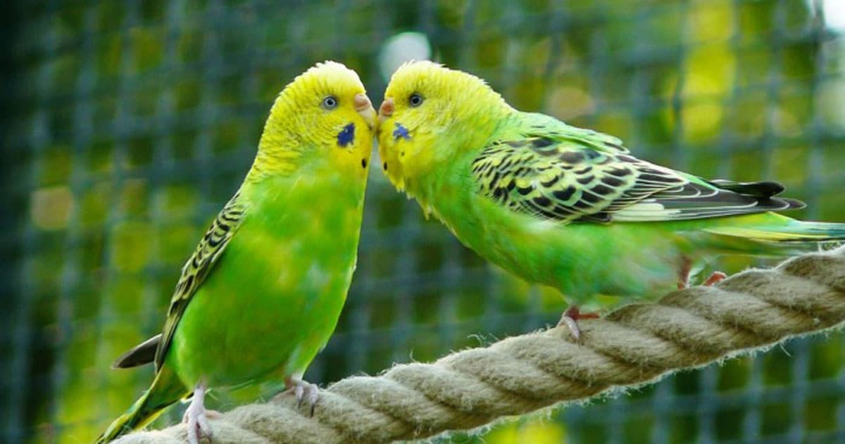 buy-talking-parrots-cheap-quality-in-ho-chi-minh-city