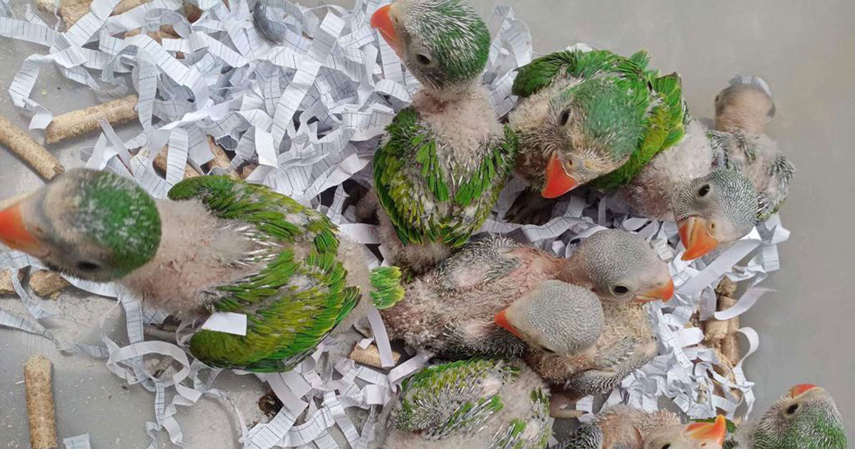 buy-and-sell-baby-parrots-cheap-reputable-and-quality-at-pet-me-shop