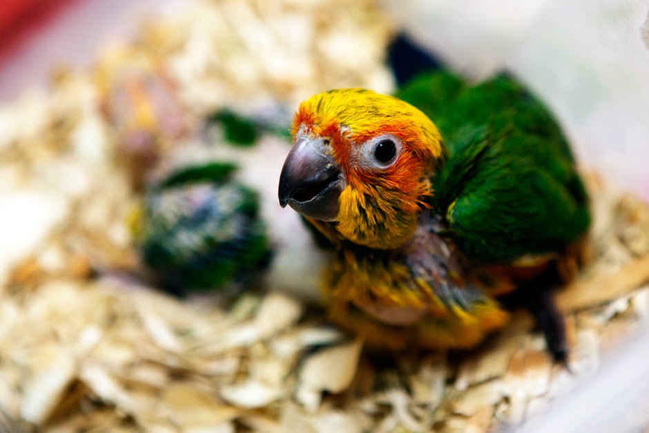 buy-and-sell-baby-parrots-cheap-reputable-and-quality-at-pet-me-shop