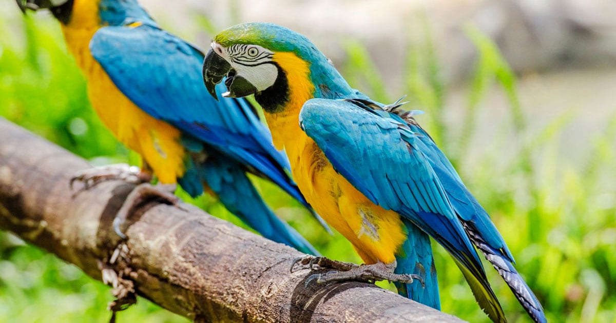 how-much-does-a-blue-parrot-cost