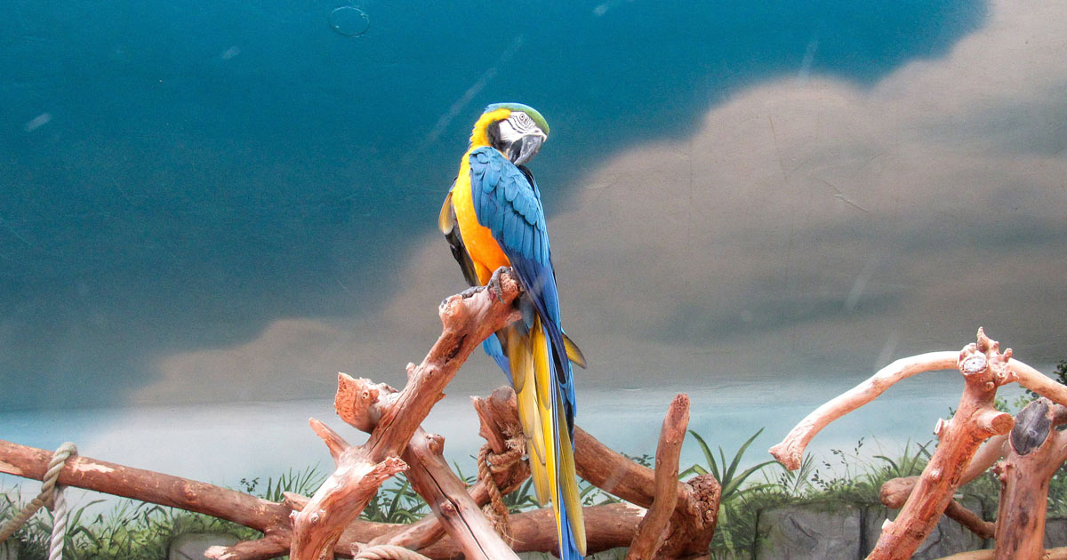 how-much-does-a-blue-parrot-cost