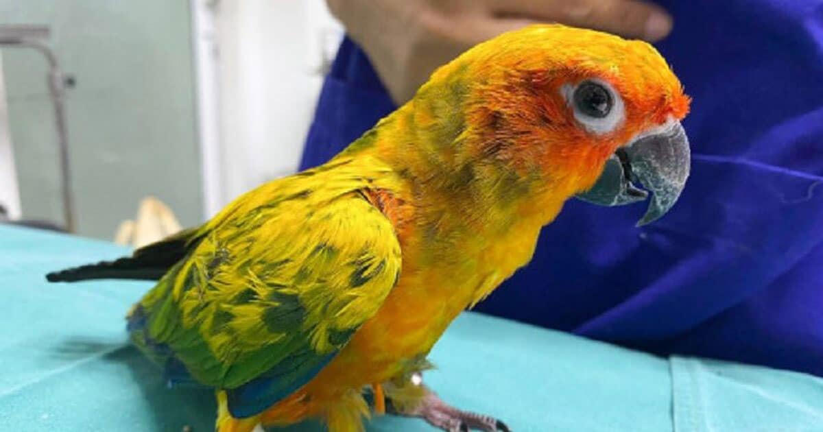 how-much-parrot-costs