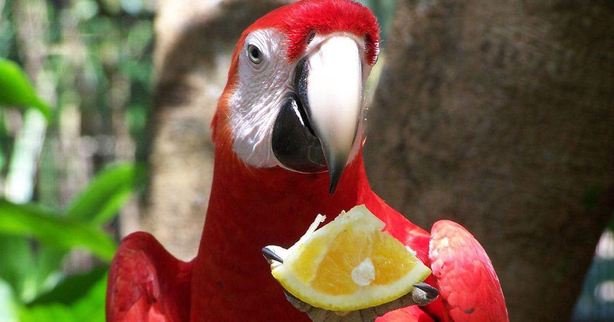 what-is-the-price-of-macaws-in-vietnam-market