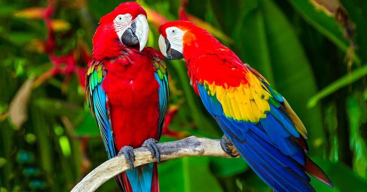 Top-1-pet-me-shop-place-to-buy-cheap-parrots