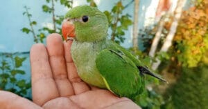 Top 4 addresses to buy young parrots in Ho Chi Minh City you should refer to