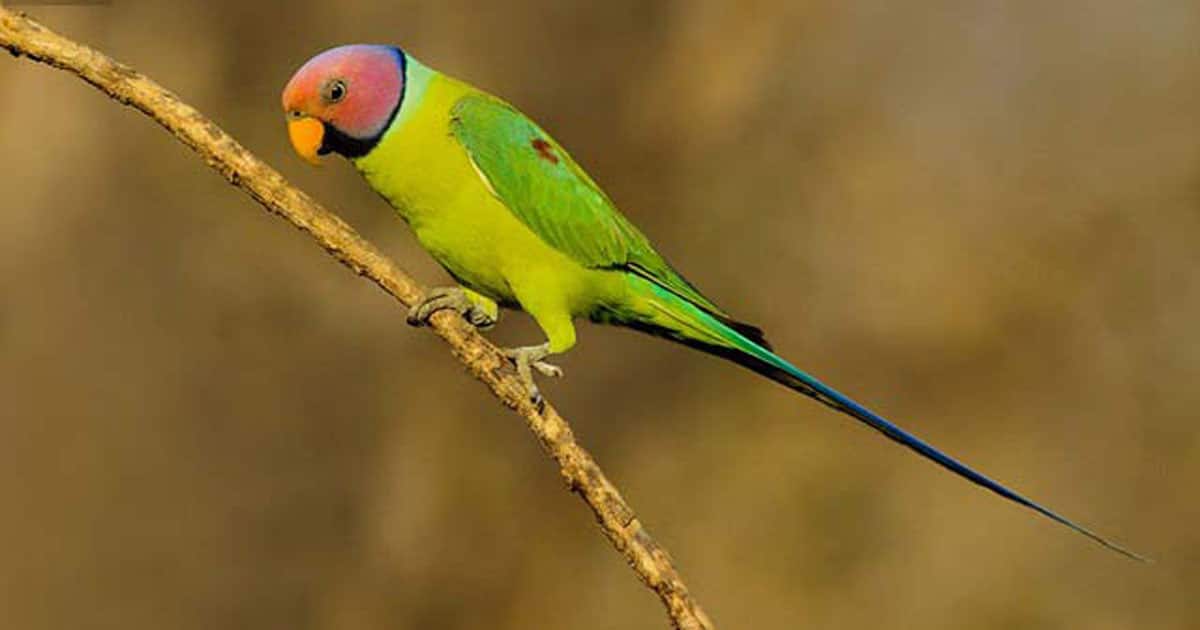 notes-when-buying-and-selling-parrots