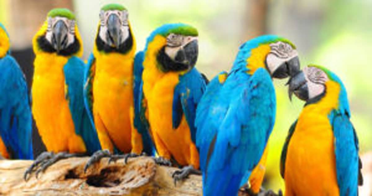 outstanding features of macaw parrots and notes when raising parrots