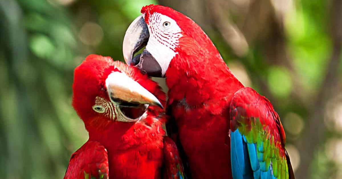 price-of-macaws-in-vietnam-market