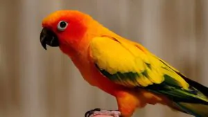 buying-and-selling-parrots-should-pay-attention-to-what