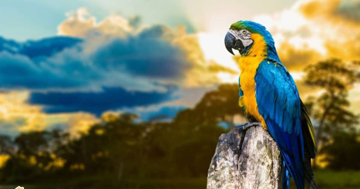 here-is-how-to-check-before-buying-and-selling-parrots