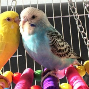 tips to train parrots quickly to talk and how to properly care for them