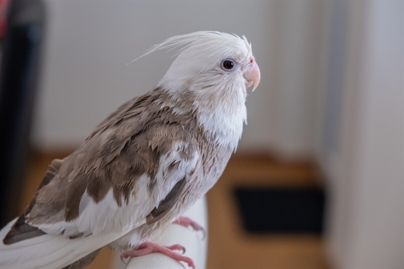 Vẹt Cockatiel – Cách nuôi, nguồn gốc và đặc điểm