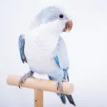 Hình ảnh Sản phẩm Trước