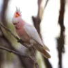 Major Mitchell Cockatoo