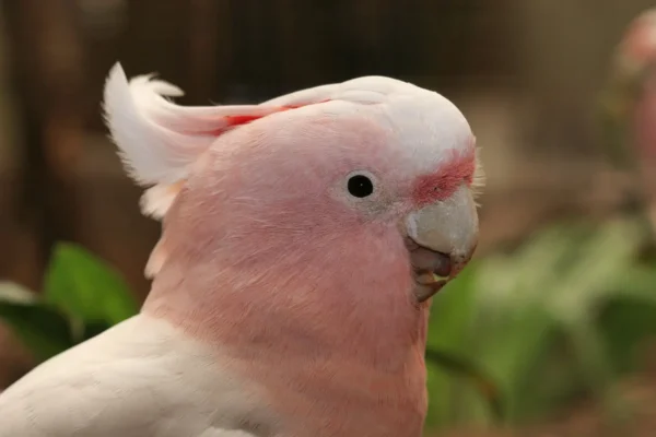 Major Mitchell Cockatoo