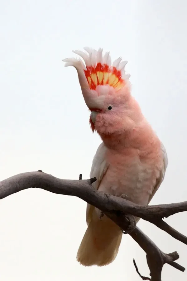 Major Mitchell Cockatoo