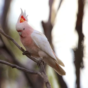 Major Mitchell Cockatoo