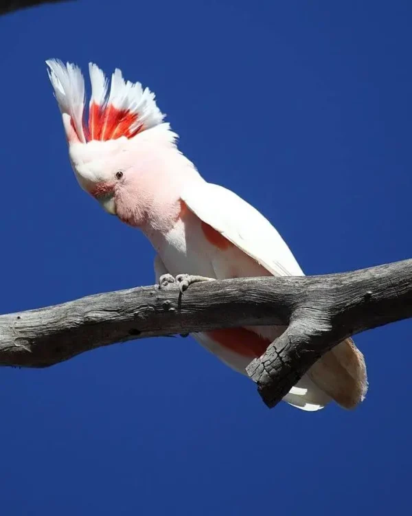 Major Mitchell Cockatoo