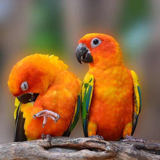 istockphoto 510996637 612x612 1