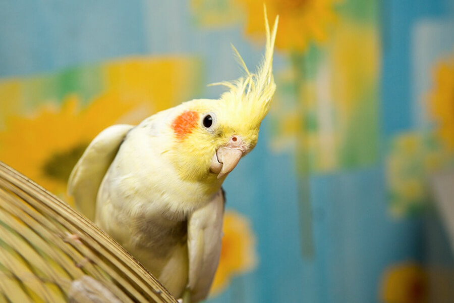 sweet yellow cockatiel