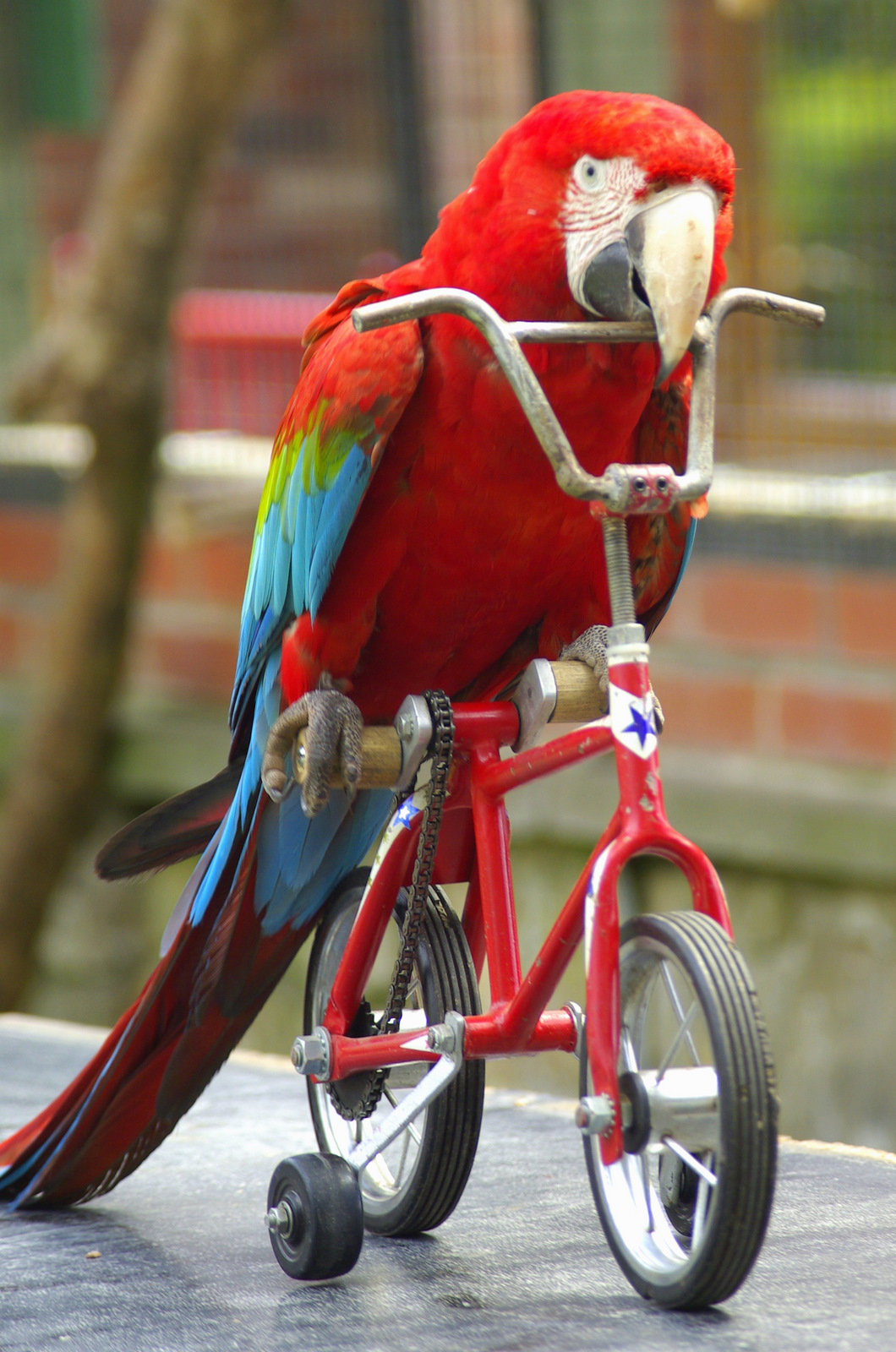 vet green winged macaw 1